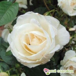 Роза Спрей белый в Ак-Довураке