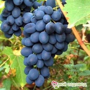 Ароматный и сладкий виноград “Августа” в Ак-Довураке