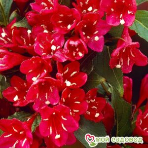 Вейгела цветущая “Ред Принц” в Ак-Довураке