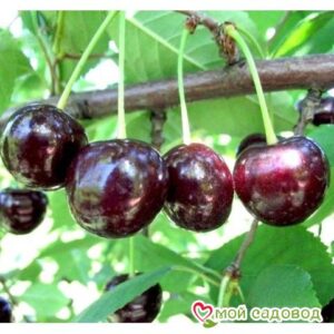 Саженцы вишни – Чудо-вишня в Ак-Довураке