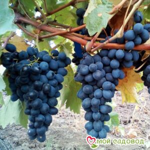 Виноград Молдова в Ак-Довураке