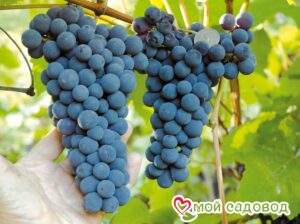 Виноград Амурский синий в Ак-Довураке