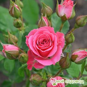 Роза Спрей розовый в Ак-Довураке