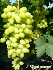 Виноград Осенний крупноплодный в Ак-Довураке