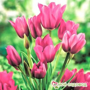Тюльпан многоцветковый Пурпл Букет в Ак-Довураке