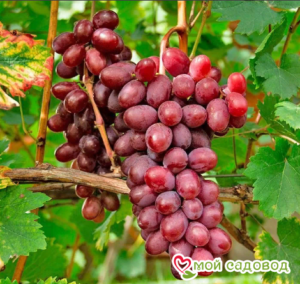 Виноград Виктория винная в Ак-Довураке