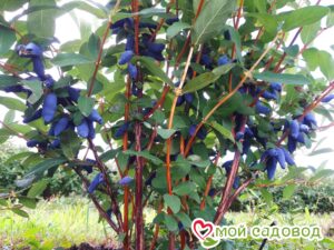Жимолость Медовая ягода в Ак-Довураке