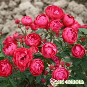 Роза полиантовая Морздаг Ред (Morsdag Red) в Ак-Довураке