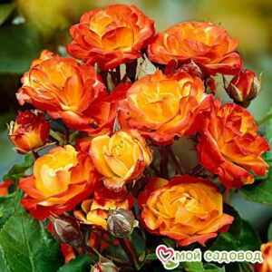 Роза полиантовая Румба (Rumba) в Ак-Довураке