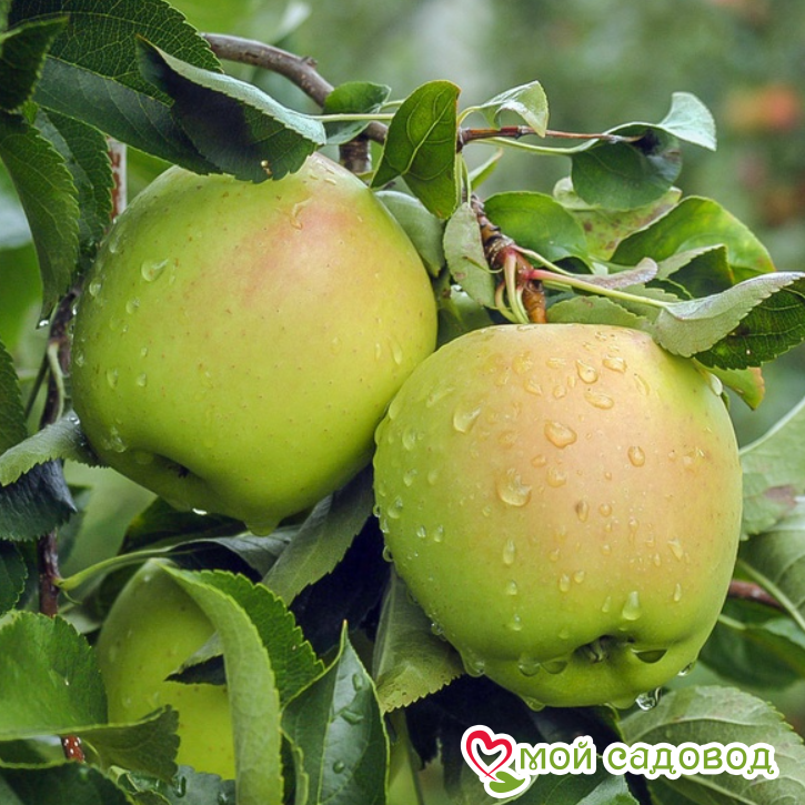 Яблоко-груша Голден Делишес в Ак-Довураке
